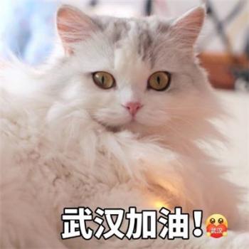 萌宠狗狗抱着心爱的玩具入睡摄影图片第3张