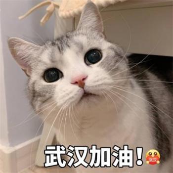 萌宠狗狗抱着心爱的玩具入睡摄影图片第4张