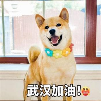 萌宠狗狗抱着心爱的玩具入睡摄影图片第5张