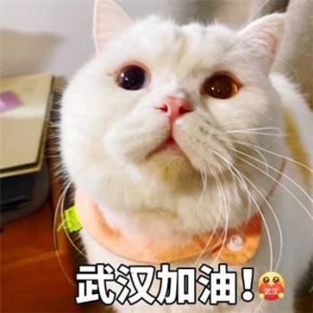 萌宠狗狗抱着心爱的玩具入睡摄影图片第6张