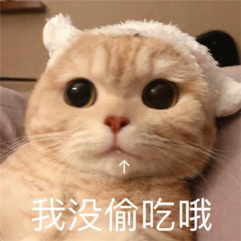 精选可爱萌宠汪星人图片 十二生肖狗图片第2张