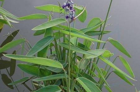 植物第6张