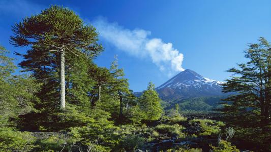 森林自然道路树木旅行风景摄影桌面壁纸下载第6张