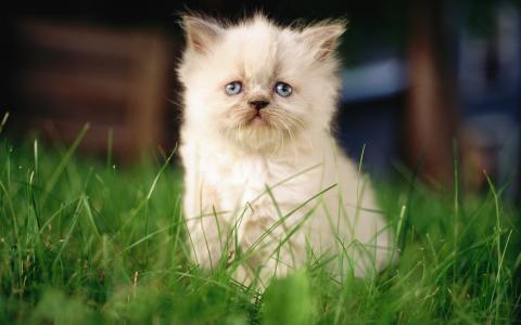 小奶猫图片 _ 第(4)张