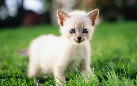 小奶猫图片 _ 第(5)张