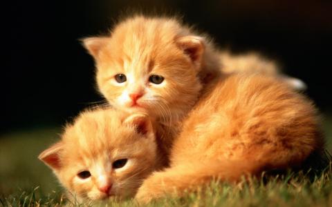 小奶猫图片 _ 第(13)张