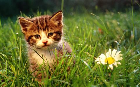小奶猫图片 _ 第(14)张