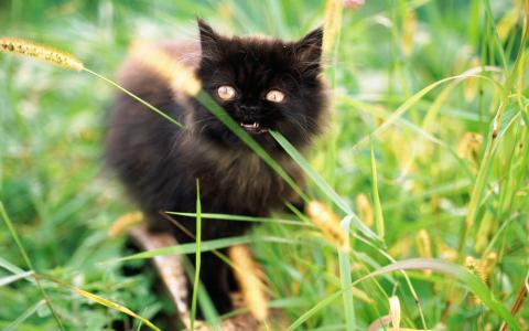小奶猫图片 _ 第(17)张