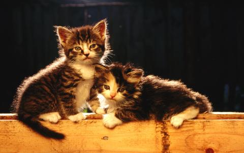 小奶猫图片 _ 第(19)张