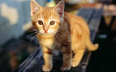 小奶猫图片 _ 第(20)张