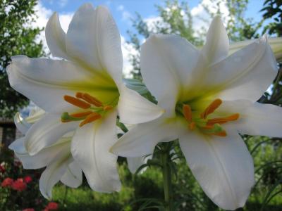 百合花图片 _ 第(8)张