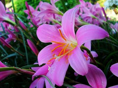 百合花图片 _ 第(10)张