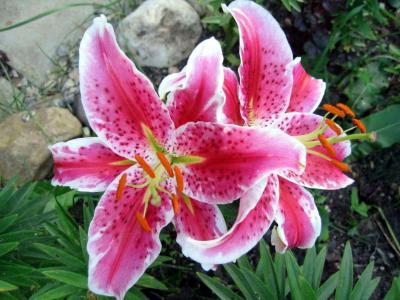 百合花图片 _ 第(12)张