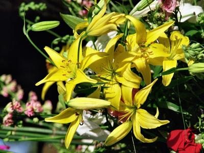 百合花图片 _ 第(13)张