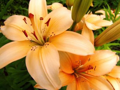 百合花图片 _ 第(15)张