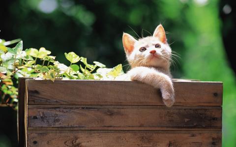 卖萌可爱猫咪高清图片大全宽屏电脑桌面壁纸下载第二辑第4张
