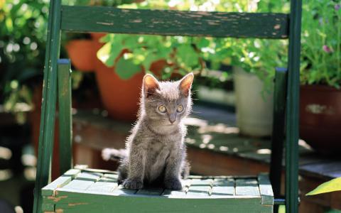 卖萌可爱猫咪高清图片大全宽屏电脑桌面壁纸下载第二辑第6张