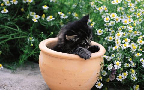 猫咪图片 _ 第(8)张