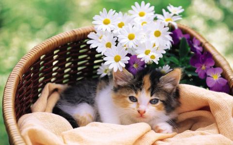 猫咪图片 _ 第(11)张