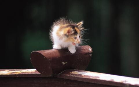 猫咪图片 _ 第(12)张