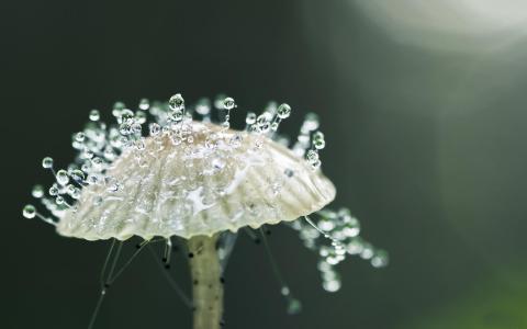 柠檬果图片 _ 第(11)张