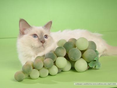 猫咪图片 _ 第(9)张