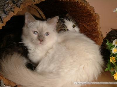 猫咪图片 _ 第(13)张