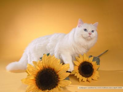 猫咪图片 _ 第(14)张