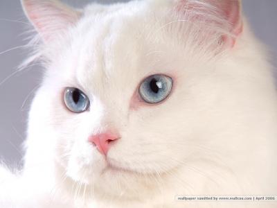 猫咪图片 _ 第(15)张