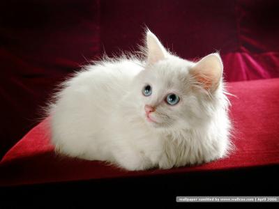 猫咪图片 _ 第(18)张