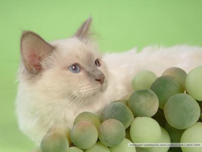 猫咪图片 _ 第(20)张