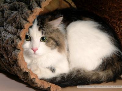猫咪图片 _ 第(23)张