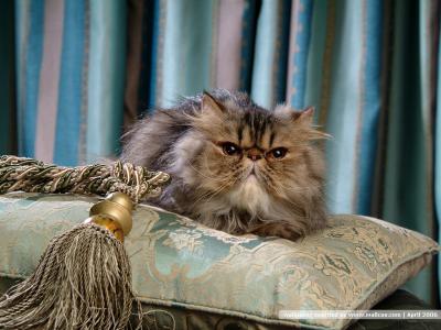 猫咪图片 _ 第(24)张