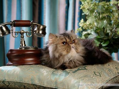 猫咪图片 _ 第(25)张