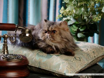 猫咪图片 _ 第(26)张