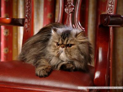 猫咪图片 _ 第(27)张