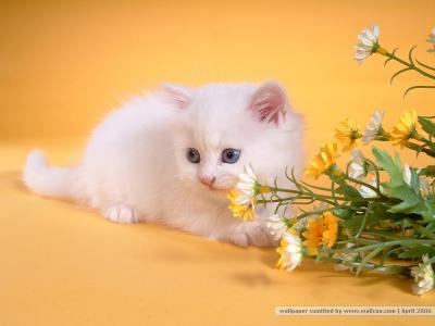 猫咪图片 _ 第(30)张