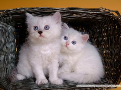 猫咪图片 _ 第(31)张