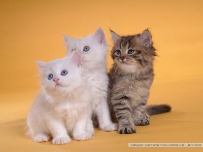 猫咪图片 _ 第(33)张