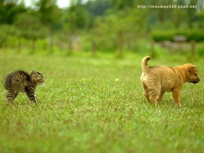高清萌宠超可爱超萌的小猫壁纸第5张