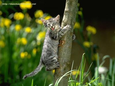 小奶猫图片 _ 第(9)张