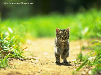 小奶猫图片 _ 第(10)张