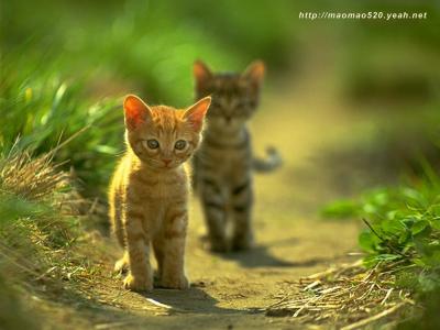 小奶猫图片 _ 第(11)张
