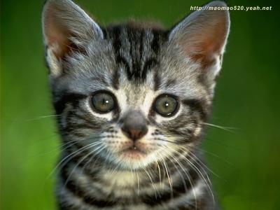 小奶猫图片 _ 第(12)张