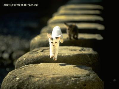 小奶猫图片 _ 第(13)张