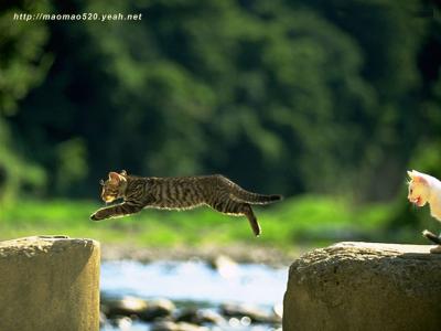小奶猫图片 _ 第(14)张