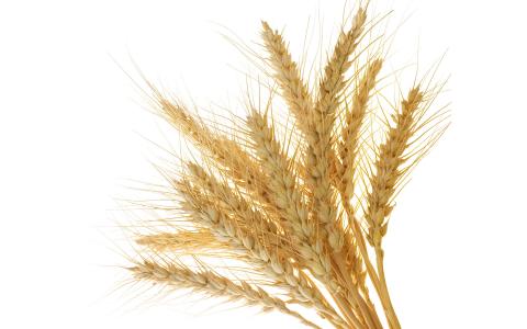 麦穗麦田金宽屏桌面壁纸第2张