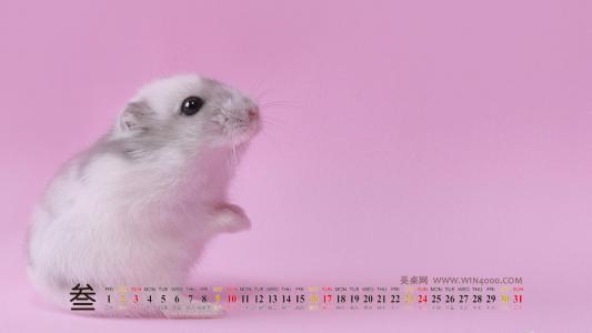 高清最新卡通电脑pc小动物的夏天萌系手绘壁纸第1张