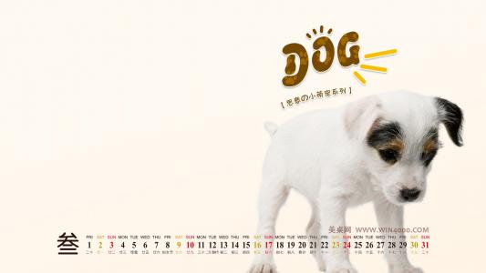 水母：神奇的海洋生物图片第0张