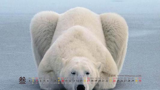 海洋生物图片 _ 第(8)张